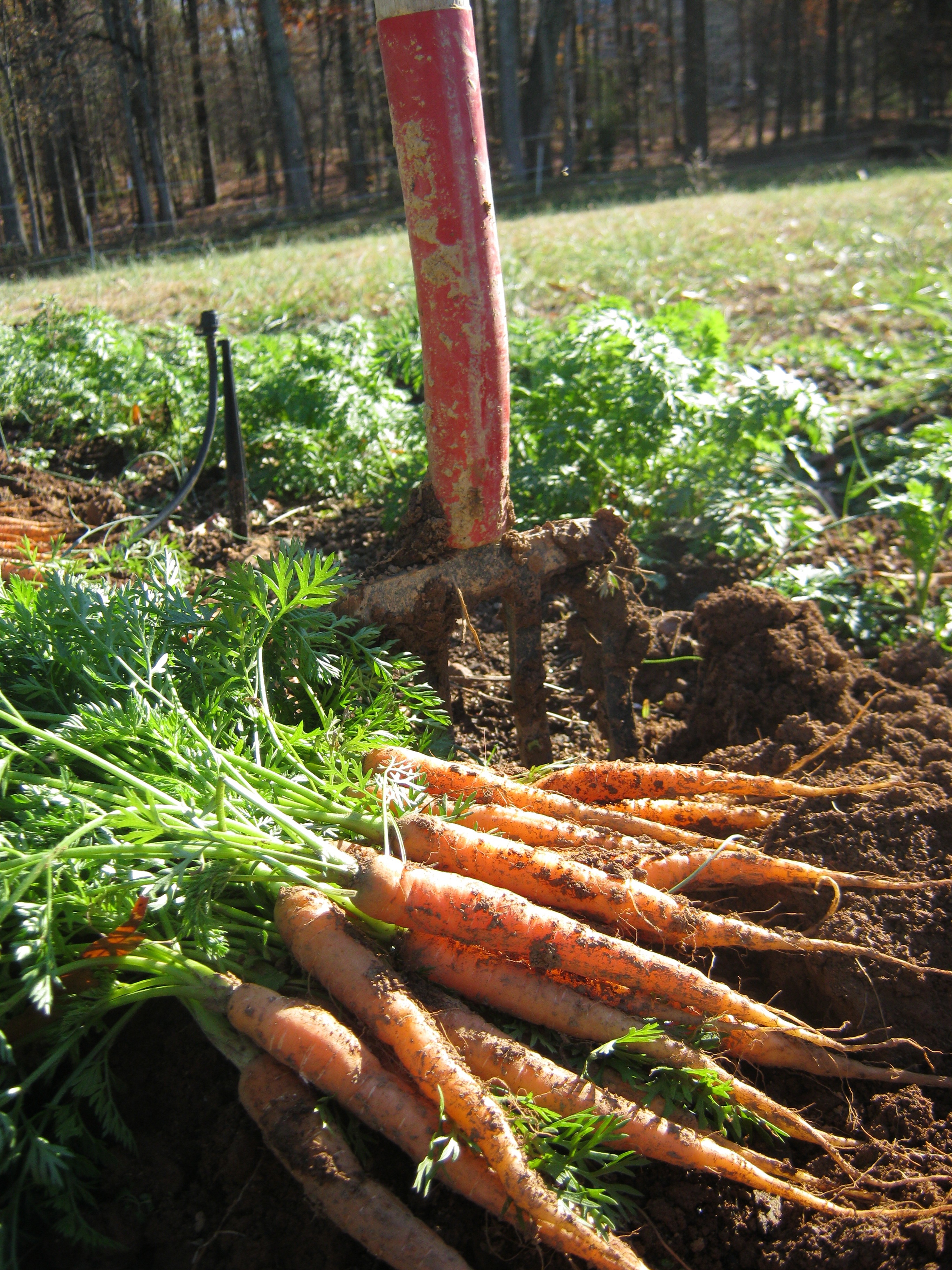 carrots:fork